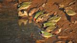 An early morning finch encounter at a Top End waterhole  (photo copyright Mike Jarvis)