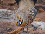 Spinifex Pigeon at Keep River National Park  (photo copyright Mike Jarvis)