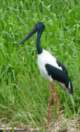 Female Black-necked Stork  (photo copyright Mike Jarvis)