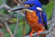 Azure Kingfisher copyright Peter McKenzie