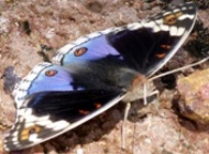 Blue Argus