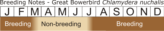 Great Bowerbird Breeding Notes