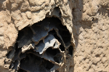 Close up of damaged section showing storage chambers inside the mound