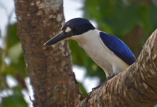 Forest Kingfisher Forest Kingfisher