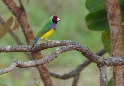 Gouldian Finch near Darwin