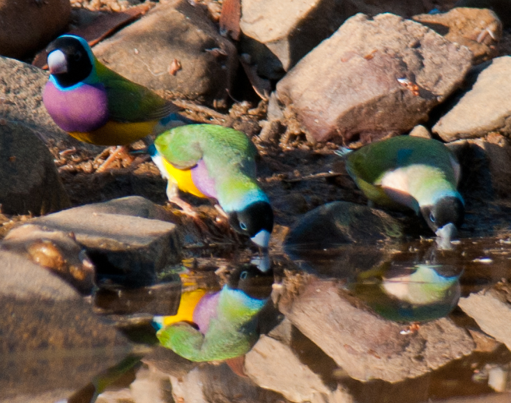 Gouldian Finches drinking, credit Frank Taylor