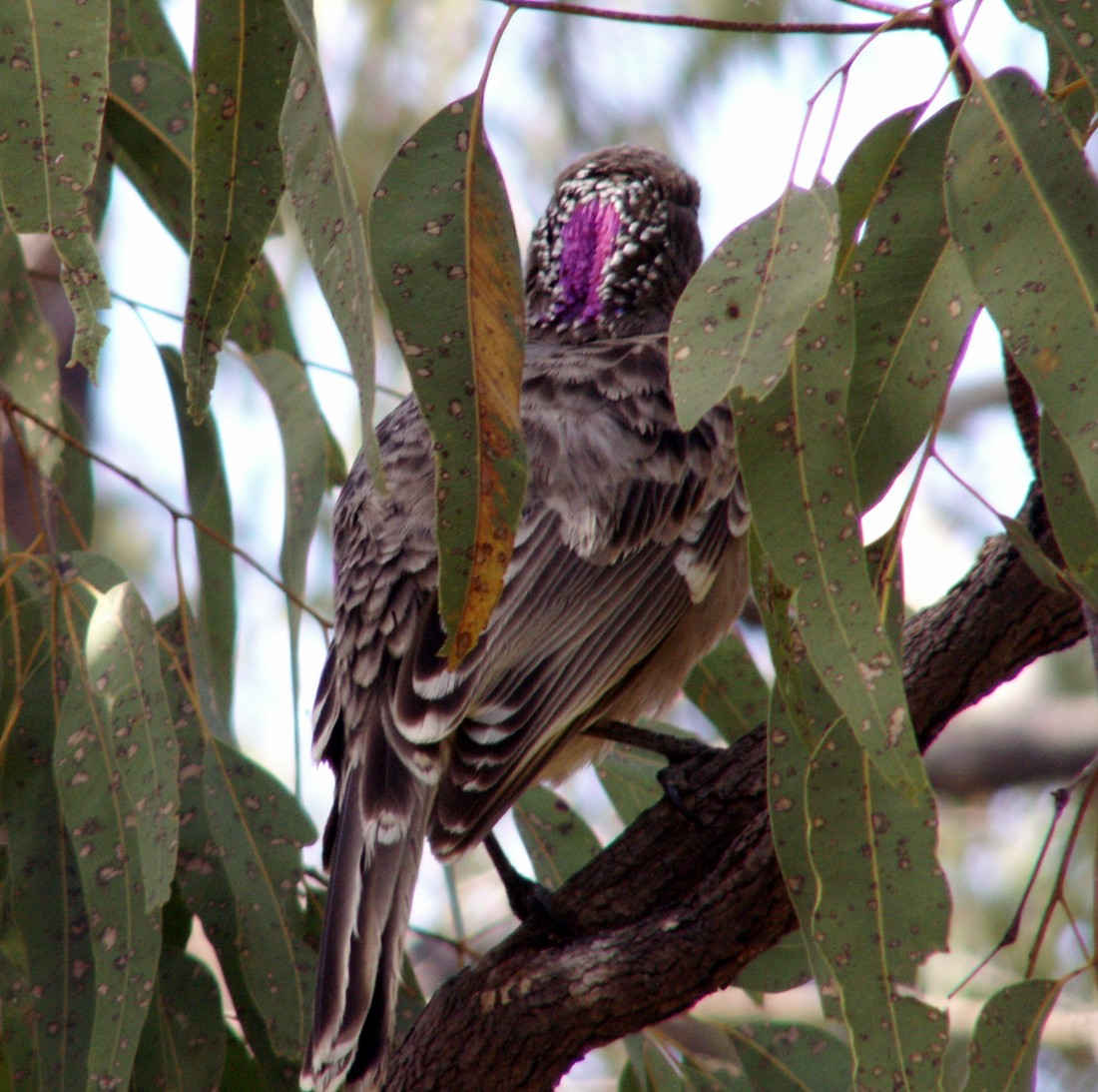 Male Great Bowerbird displaying his crest