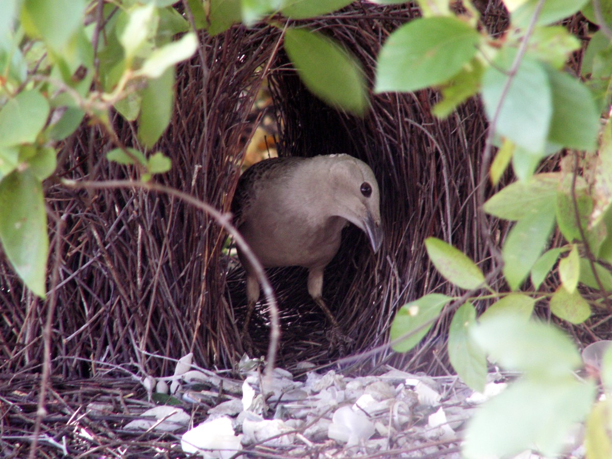 Great Bowerbird at bower