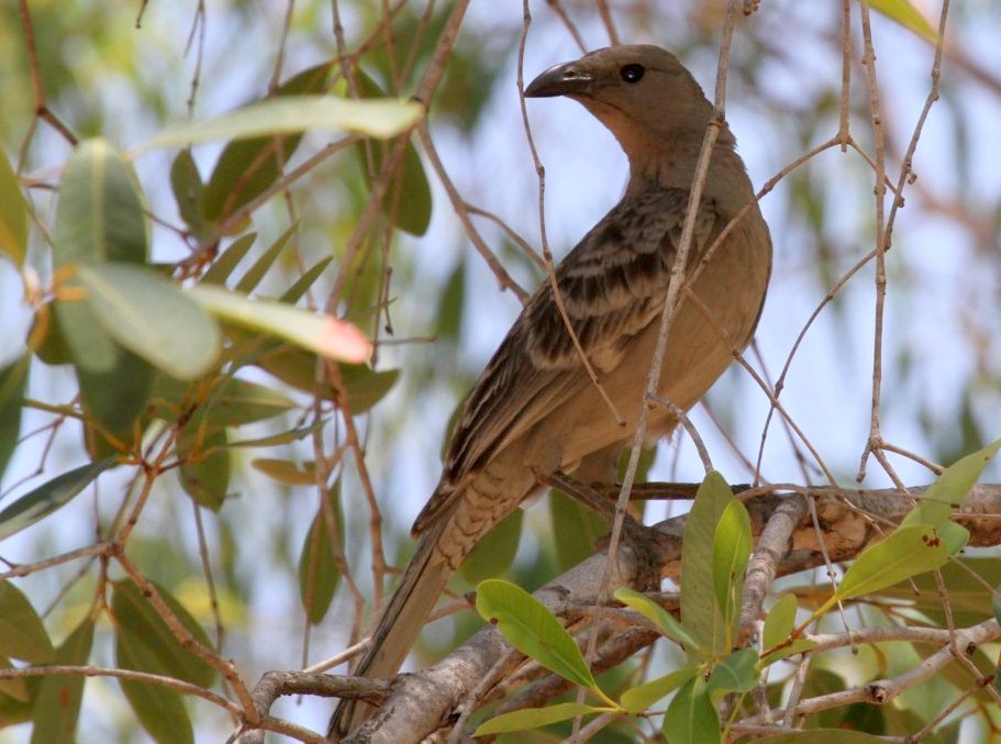 Great Bowerbird