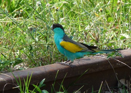 Hooded Parrot at Pine Creek