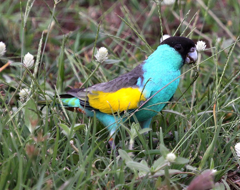 Hooded Parrot copyright Stefan Schlick