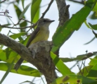 Lemon-bellied Flycatcher on nest Lemon-bellied Flycatcher on nest