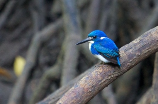 Little Kingfisher copyright Andrew Buckle