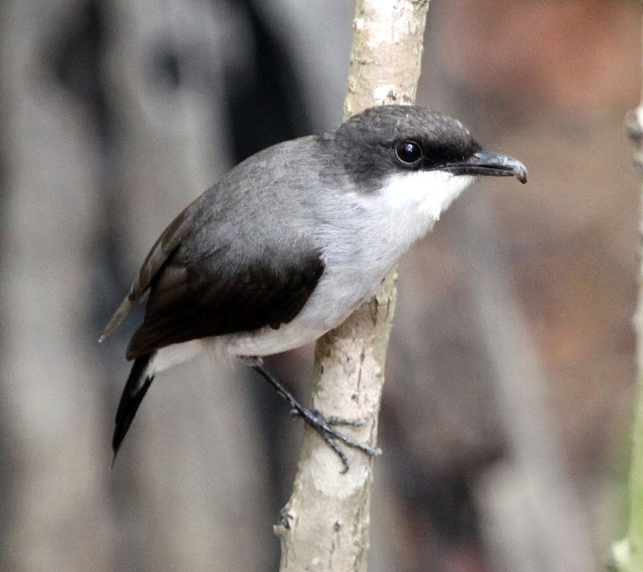 Mangrove Robin copyright Stefan Schlick