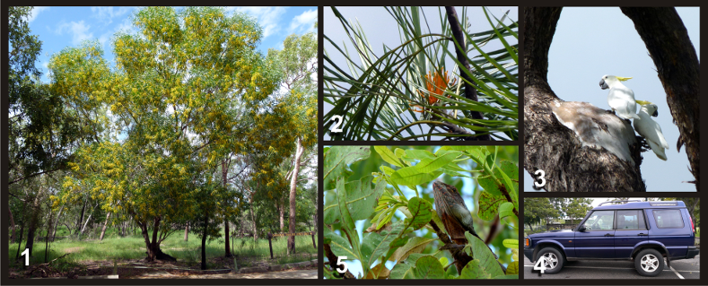 1. Black Wattle  2. Fern-leaved Grevillea  3. Sulphur-crested Cockatoos drinking from hollow at Anbangbang, Kakadu  4. Discovery  5. Frill-neck Lizard at Cooinda, Kakadu