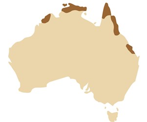 Orange-footed Scrubfowl distribution map