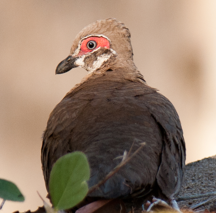 Partridge Pigeon copyright Frank Taylor