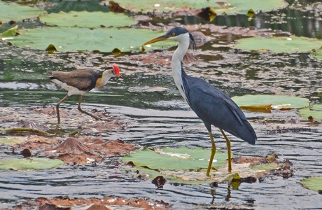 Pied Heron and Comb-crested Jacana - photo copyright Peter McKenzie