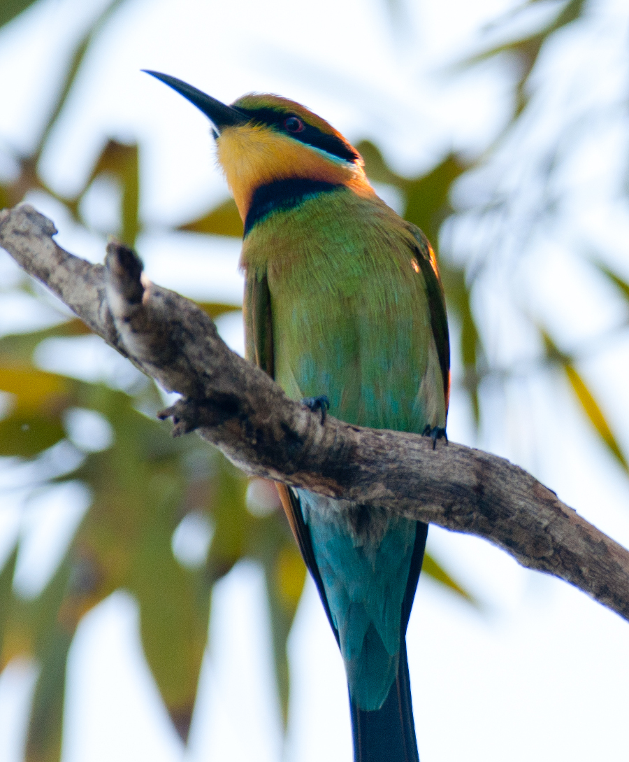 Rainbow Bee-eater, credit Frank Taylor