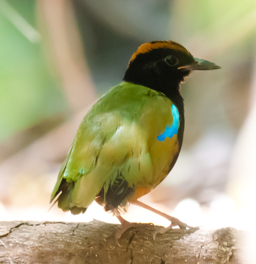 Rainbow Pitta copyright Frank Taylor