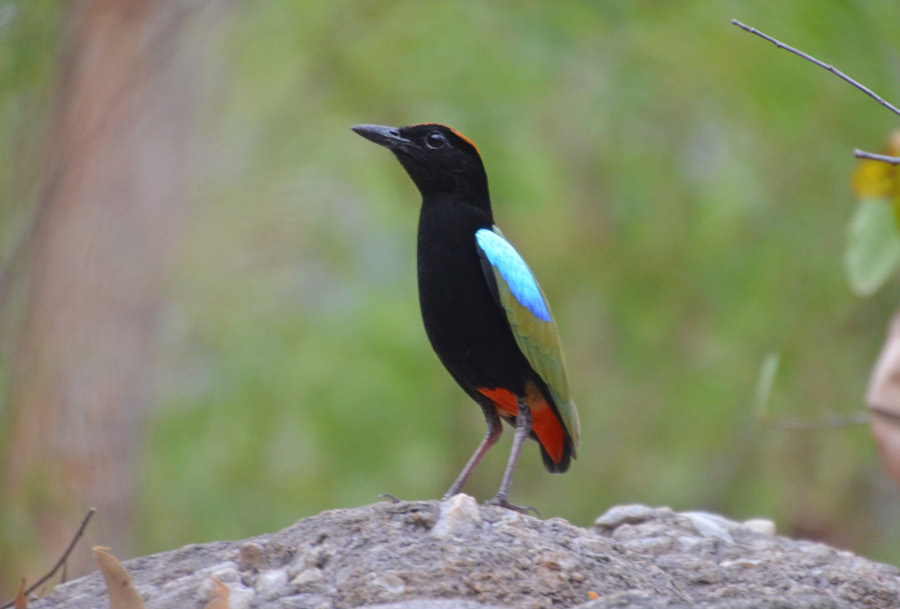 Rainbow Pitta copyright Peter McKenzie