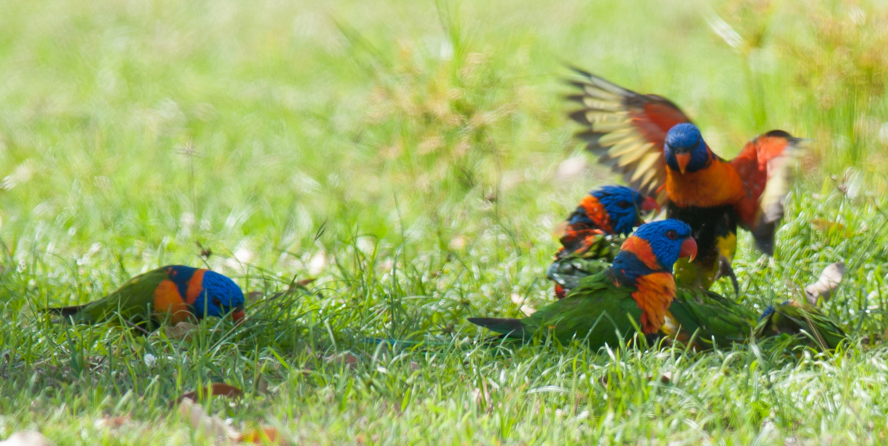 Red-collared Lorikeets at Pine Creek, credit Frank Taylor