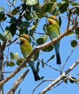 Rainbow Bee-eaters  (photo copyright Ian Morris)