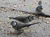 Double-barred Finches feeding  (photo copyright Mike Jarvis)