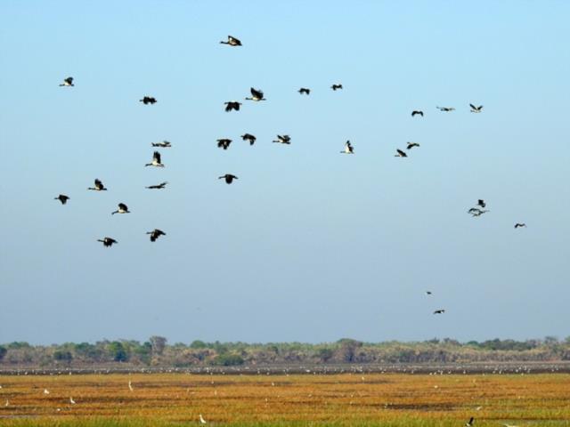 Magpie Geese at Mamukala  (photo copyright Mike Jarvis)