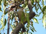 Sandstone Helmeted Friarbird  (photo copyright Mike Jarvis)