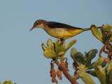 Grey Wagtail on West Island, Ashmore Reef  (photo copyright Mike Jarvis)