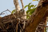 Red Goshawk on its nest in August 2016. Two white fluffy chicks seen in October, chicks had fledged by November.  (photo copyright Maree Hanrahan)