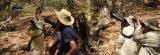 Spotting flycatchers, fantails and robins at Margaret River, Marrakai track  (photo copyright Mike Jarvis)