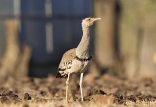 Australian Bustard - Vic River  (photo copyright Laurie Ross)