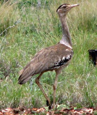 Auustralian Bustard  (photo copyright Mike Jarvis)