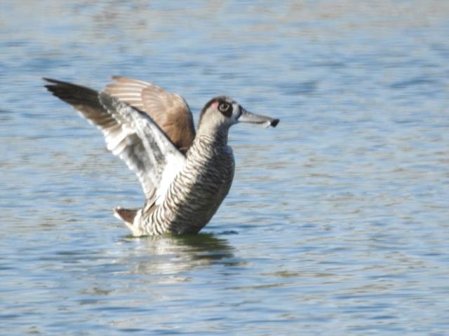 Pink-eared Duck at Pine Creek STP  (photo copyright Mike Jarvis)