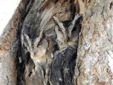 Collared Scops Owl  (photo copyright Mike Jarvis)