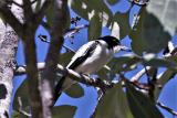 223. Silver-backed Butcherbird Cracticus argenteus - moderately common and widespread, more likely to see in Palmerston than Darwin, open forest, woodlands  (photo copyright Rob Gully)