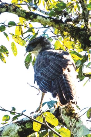 New Guinea Eagle  (photo copyright David Bishop)