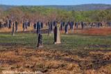 Magnetic Termite Mounds at Litchfield  (photo copyright Marie Holding)