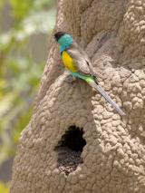 Hooded Parrot - Katherine  (photo copyright Laurie Ross)