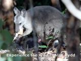 Female Black Wallaroo with joey, at Burrunggui, Kakadu. The male of the species is larger, very powerfully built, and black. They are only found in the Arnhem Land Escarpment.  (photo copyright Alan Kydd)