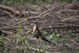 108. Australian Pratincole Stiltia isabella - common and widespread visitor, April to November, wetlands, grasslands, plains  (photo copyright Rob Gully)