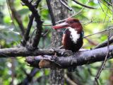 White-throated Kingfisher at Sigiriya  (photo copyright Mike Jarvis)