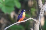 153. Azure Kingfisher Ceyx azureus - common and widespread resident, streams, pools in monsoon forests, mangroves, wetlands, rivers and creeks, wherever there ae small fish  (photo copyright Rob Gully)