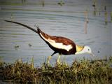 Pheasant-tailed Jacana  (photo copyright Mike Jarvis)