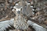 Bush Stone-curlew defending his family  (photo copyright Mike Jarvis)