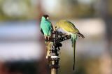 177. Hooded Parrot Psephotus dissimilis - uncommon, localised in Pine Creek and Katherine areas, open and riverine woodland  (photo copyright Rob Gully)