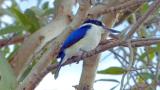 Forest Kingfisher  (photo copyright Ian Morris)