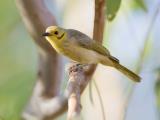 Yellow-tinted Honeyeater  (photo copyright Laurie Ross)